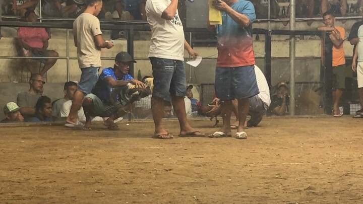 5 stag derby, LDT Grey in action