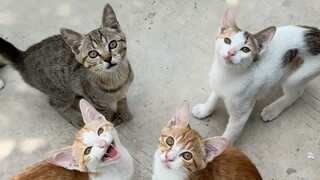 Listen to Mimi, miao miao miao!