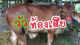 วัวท้องเสีย |สาเหตุ |อาการ|การรักษา|ยา|การรักษา |ช่องชัดเจน|CHATGEN CHANEl |