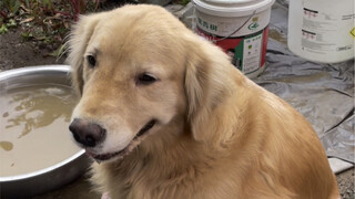 As a dog, I can wash my hands, feet and butt by myself!