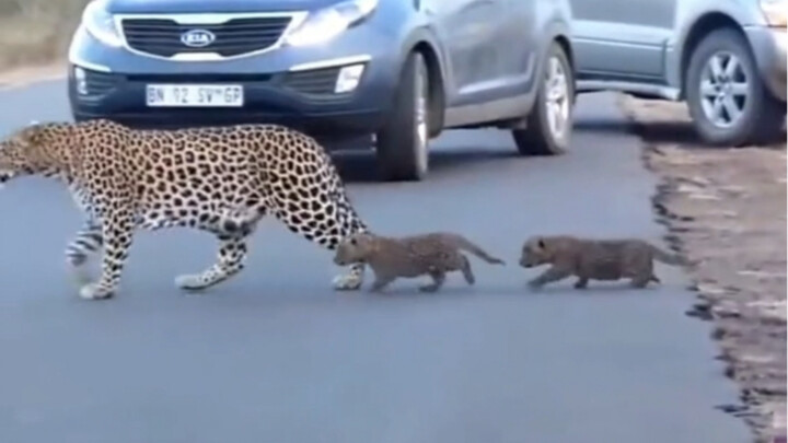 Leopard Mom Teaches Her Cubs How to Cross the Road