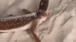 หากไม่พูดถึงข้อเท็จจริง งูเหลือมจะไม่ผิดเลยหรือ