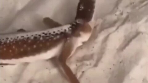 Leaving facts aside, isn't the lizard at fault?