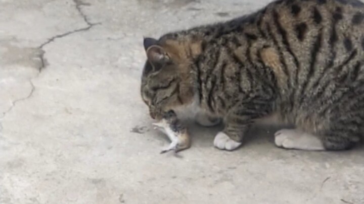 Semi-Automatic Kitty