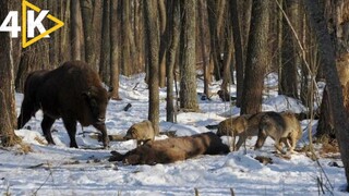 Yellow stone national park Wolf hunting documentary full episode