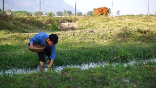 Bắt Ốc Bưu Về Nấu Bún Ốc Ăn Nhớ Về Tuổi Thơ