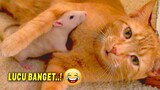 GEMES BANGET..🤣 10 Momen Lucu Kucing Bersahabat dengan Tikus, Anjing, Kelinci, dan Ayam