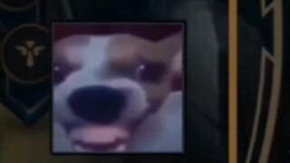 "สมาชิกอาวุโส Dog Head Bar"