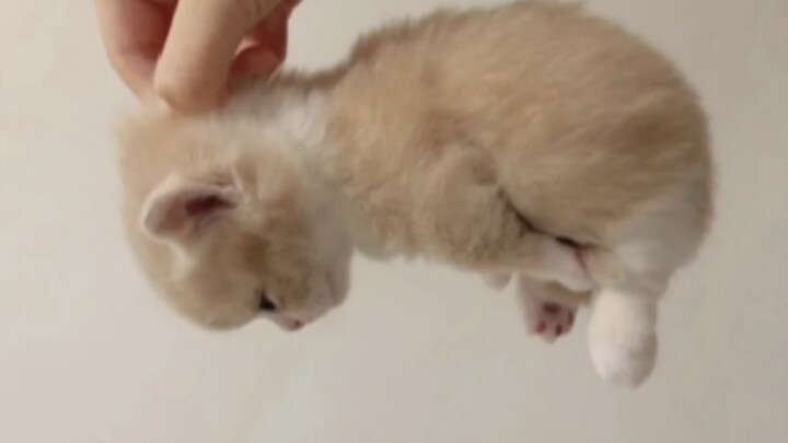 Apakah seluruh dunia akan menyukai kucing kecil peliharaan malaikat yang begitu menggemaskan ini?