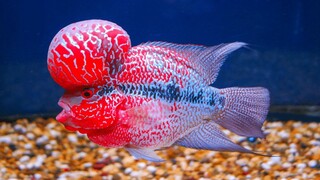 Mengenal Ikan Louhan si ikan pembawa keberuntungan