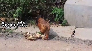 Funny Comedy video Cock Comedy #funny