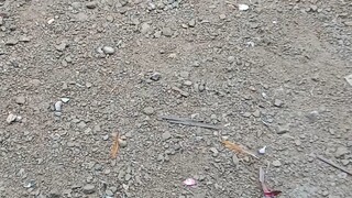 sayaw ng gray at red