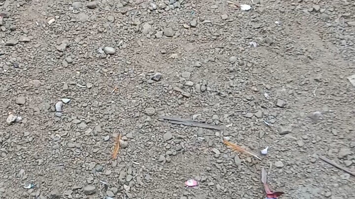 sayaw ng gray at red