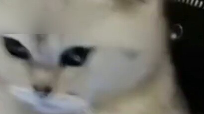 Boys teasing cats