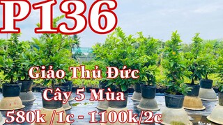 Mai vàng chơi tết p136 | 0902166514  C .Phương | Giảo Thủ Đức Ghép 5 Mùa Giá 580k Bao Ship