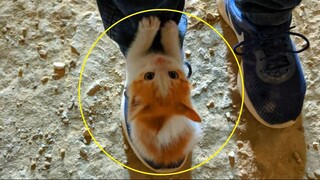 Убегая от собак рыжий котёнок прыгнул мне на ноги и громко кричал, умоляя забрать его