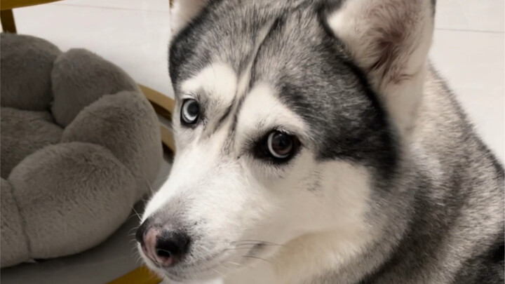 في موقع التقاط الحزم، بدا ميشو شديد الشبه بتلك المرأة المتذمرة الصغيرة.