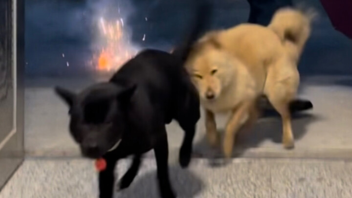 Dog: Ambush! Run for your lives!!!