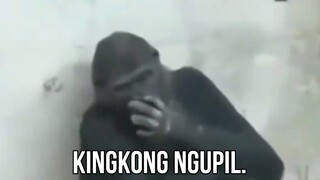 KINGKONG NGOPEL.