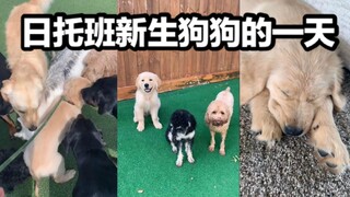 A Day in the Life of a New Golden Retriever at Daycare! Let's immerse ourselves in the perspective o