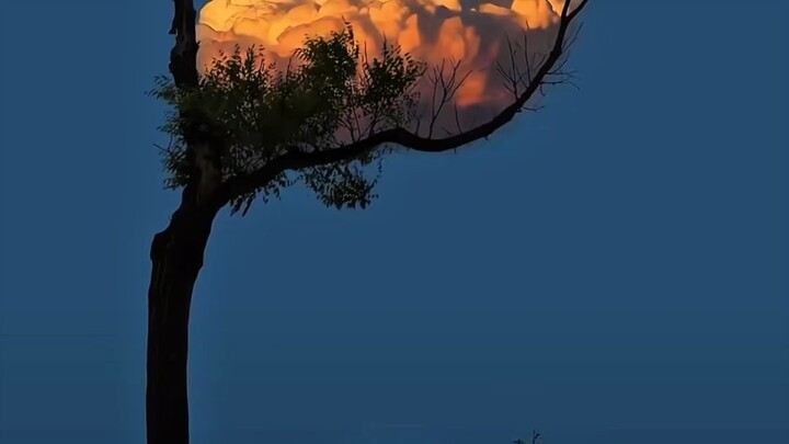 好巧，🪾上开出了霞光☁️。就好像我在等你。真巧。