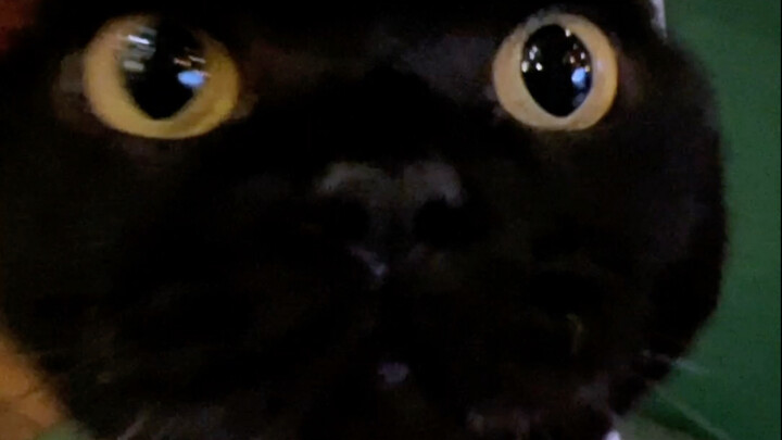 为了过年时，老家亲戚们的目光别都总停留在我身上，现在就得让毛孩子们苦练技能！