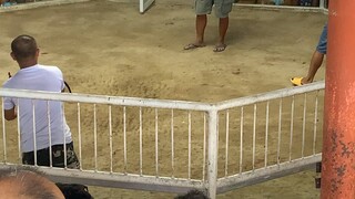 1rst fight🐓 win #moalboalcockpit