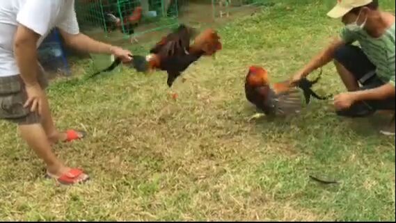 received_691405468729216