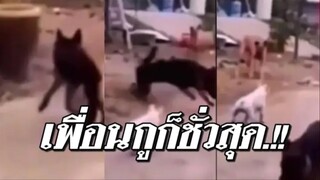 รวมคลิปตลกๆ : สมหมา…หักหลังกันได้ลงคอ!!