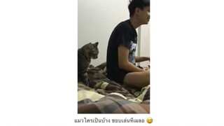 แมวใครเป็นบ้าง ชอบเล่นทีเผลอ