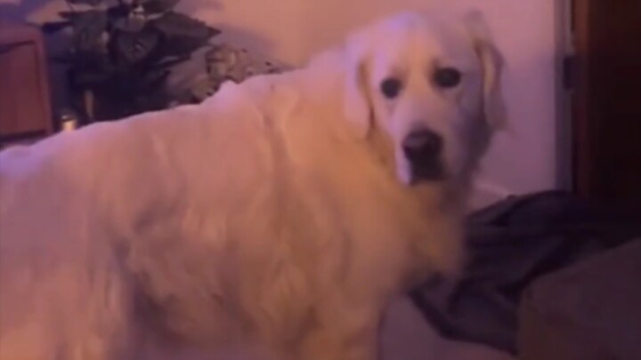 لا، أين سيدي؟