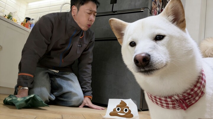 Kỳ nghỉ bị một chú chó phá hỏng...