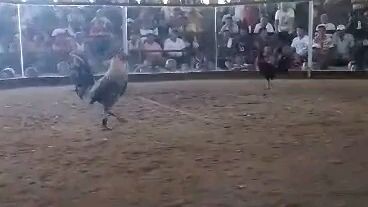concrete neil champion 3cock