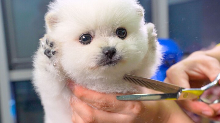 [Hewan]Terapi kecantikan untuk anak anjing Bichon yang menggemaskan