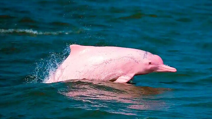 LUMBA LUMBA PINK MUNCUL KE PERMUKAAN BENERAN ADA ATAU HOAKS?