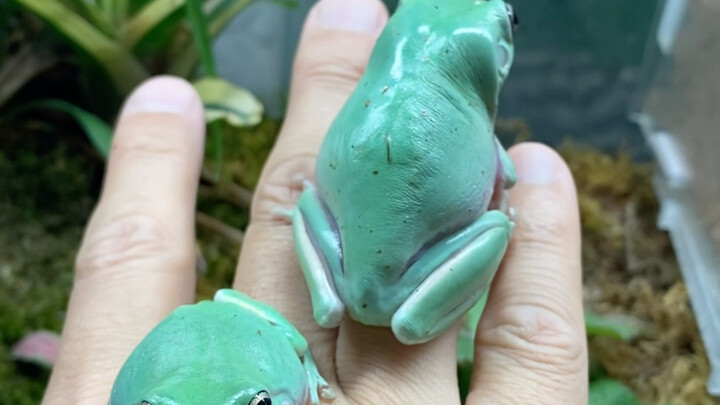 Hãy xem tôi đã chi 6.000 tệ để tiêu diệt một con muỗi!