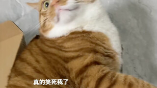 ตันชวน: แมวอยู่ในกล่องกระดาษ!