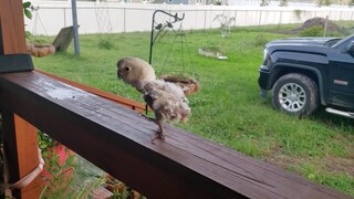 A Dancing Parrot Saved by a Couple in Florida