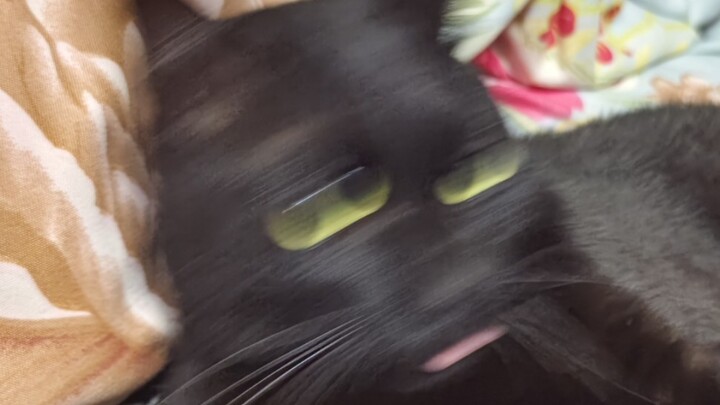 กฎของเหมียว ซุนเหมียว อี้จีที่ฟังไม่รู้เรื่องซิมิดา