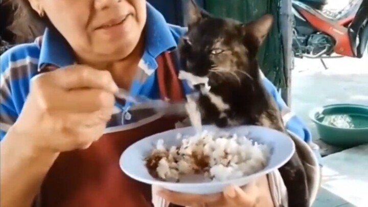 هكذا يكون شكل القط المغمور بالحب~