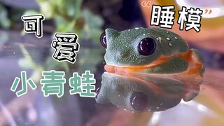 21世纪的人们会用电脑做什么呢？当然是看小青蛙睡觉！