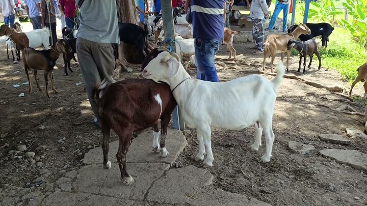 Suara Kambing Lucu