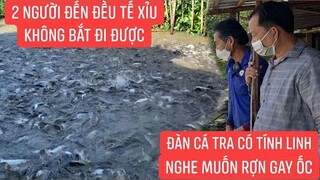 Thăm lại đàn cá tra thiên nhiên mới biết chuyện kì lạ đàn cá không muốn rời xa chủ.