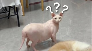 The Most Confusing Animal Behavior Awards❽❷