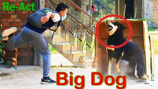 Best Dog Prank - Super Big Box vs Prank Sleep Dog Very Funny With Surprise Reaction - Must Watch Now