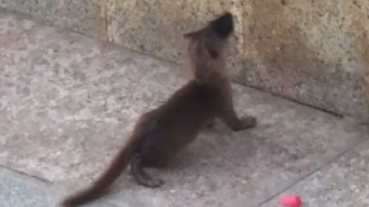 ซิซิฟส์มิงค์