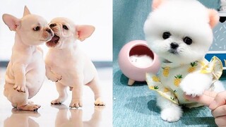 Baby Dogs - การรวบรวมวิดีโอสุนัขน่ารักและตลก 39 Aww สัตว์