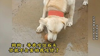 谁能拒绝这么一直懂事又可爱的小狗呢