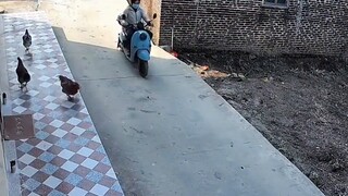 لاحظ المالك أن دجاجته قد ماتت تحت عجلات السيارة، فسارع إلى التحقق من الكاميرا، وعندما رآها...