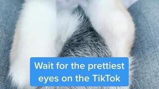 👀👀👀 foryou pets dogsoftiktok blueeyes watermelonsugar